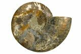 Cut & Polished Ammonite Fossil (Half) - Madagascar #317847-1
